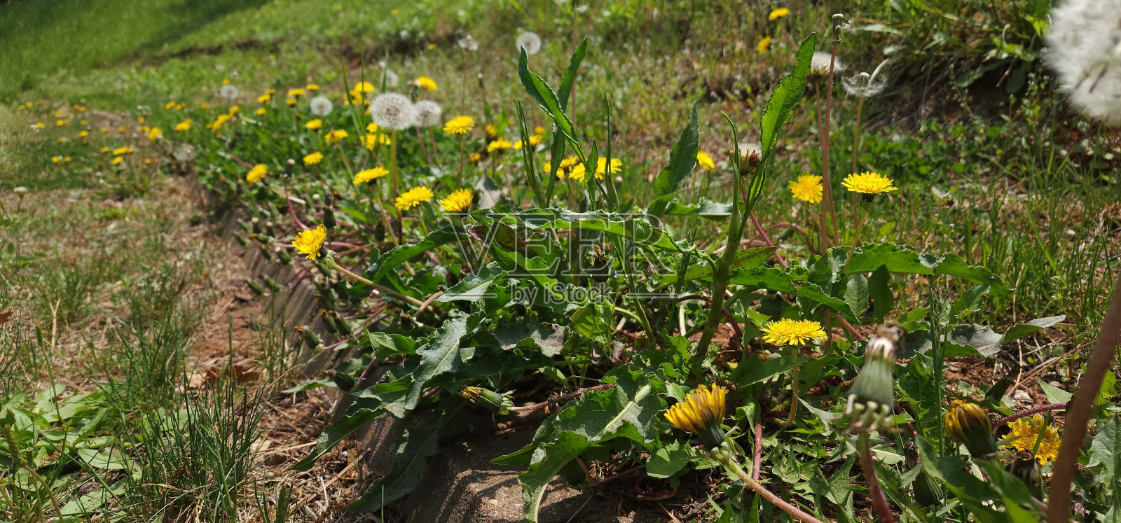 蒲公英照片摄影图片