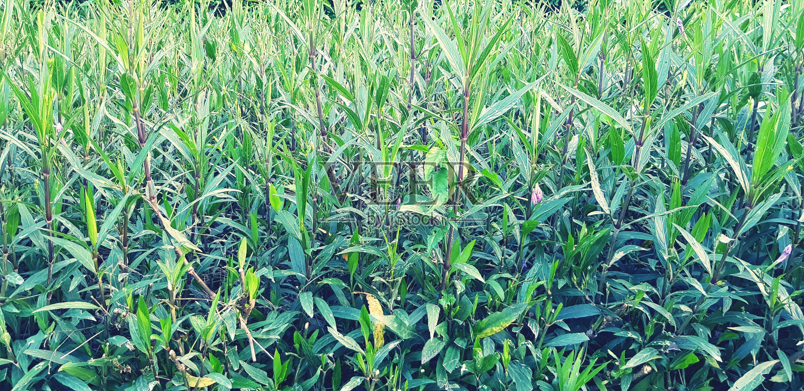 美丽的绿色树木和树叶图案和灌木为背景照片摄影图片