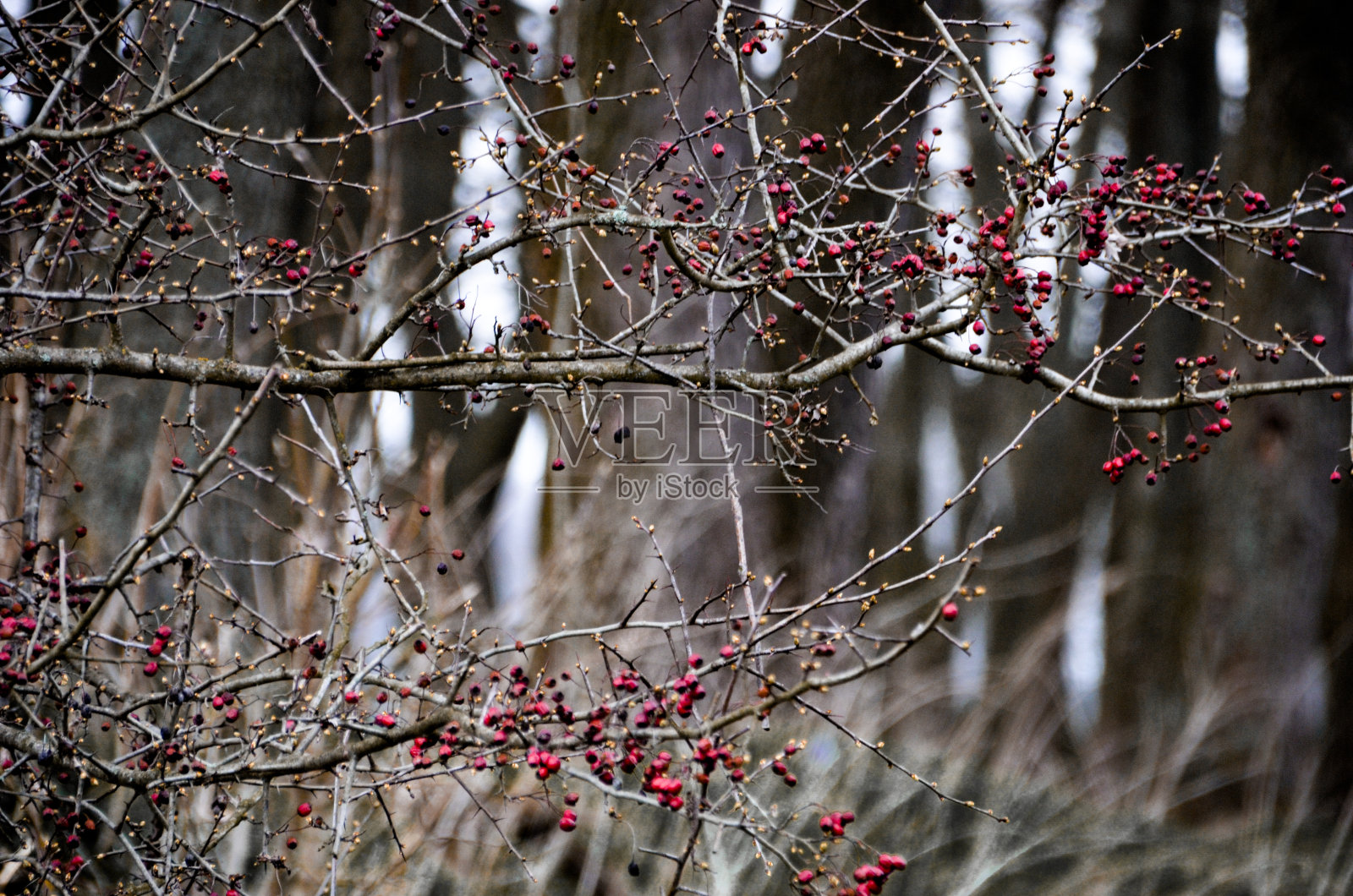 红色浆果照片摄影图片