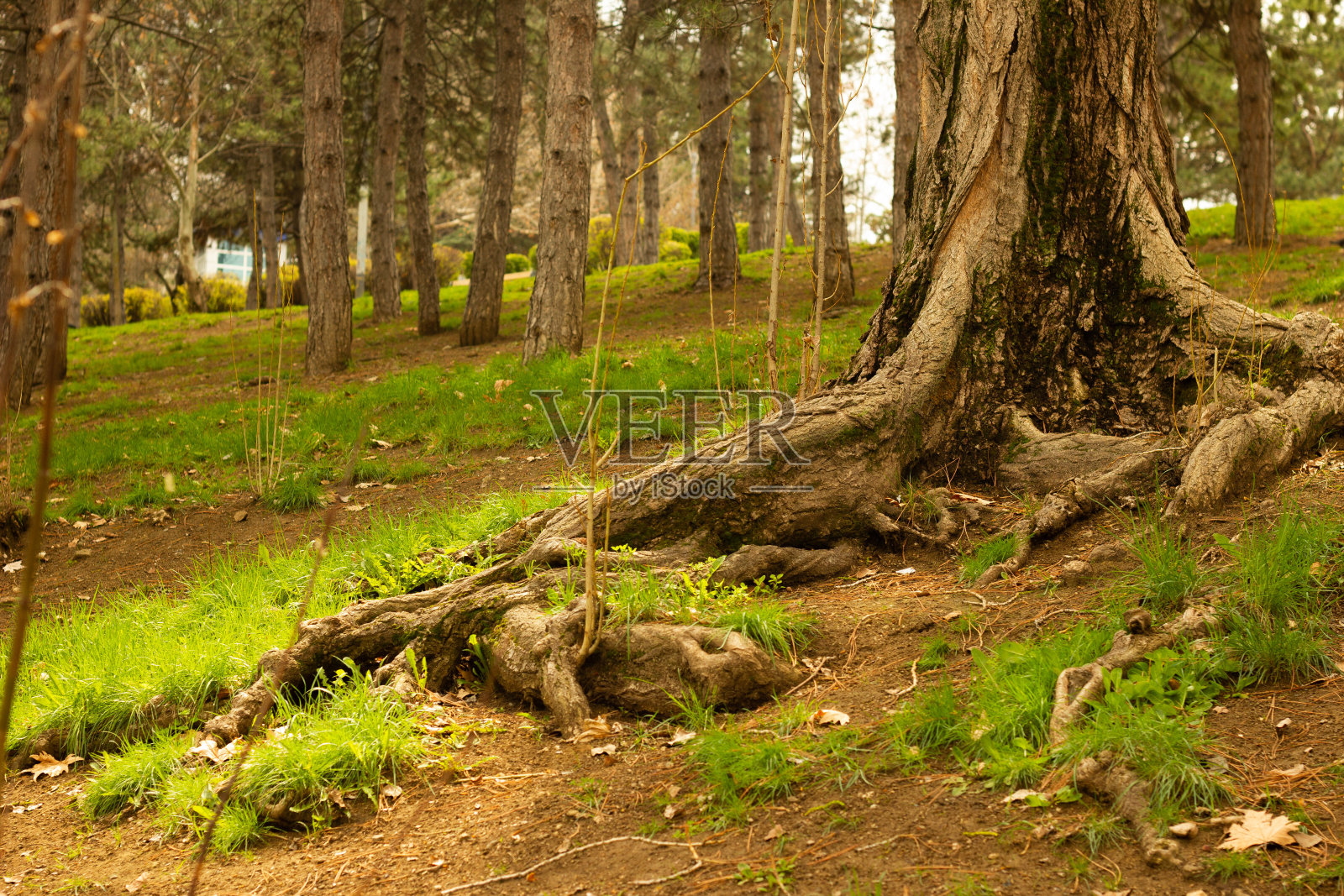 公园里空心的树根照片摄影图片
