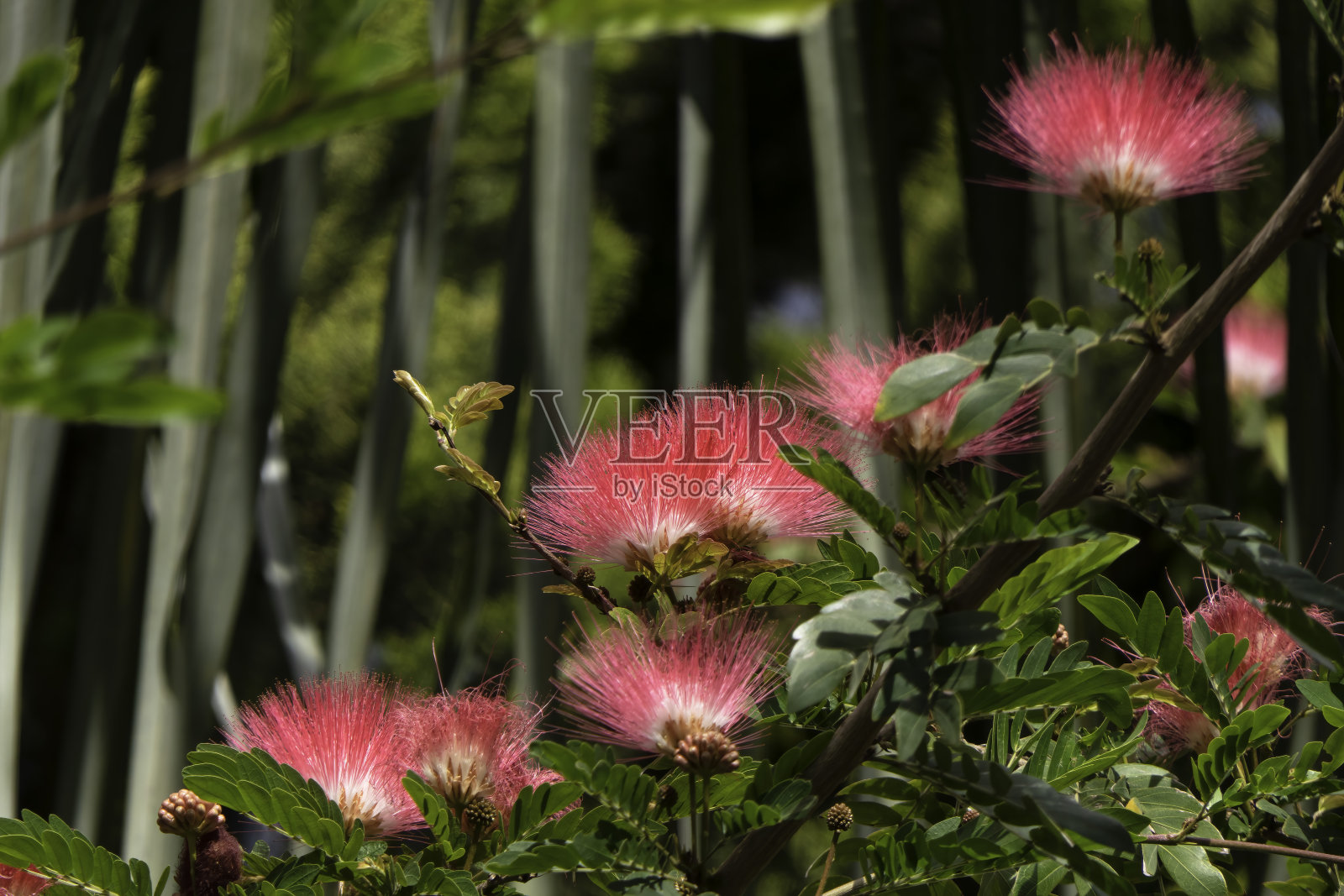 合欢树粉色娇嫩花朵特写照片摄影图片