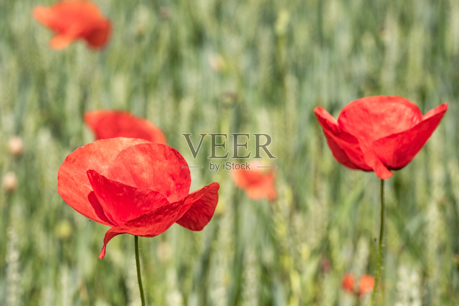 科茨沃尔德盛开的罂粟田照片摄影图片