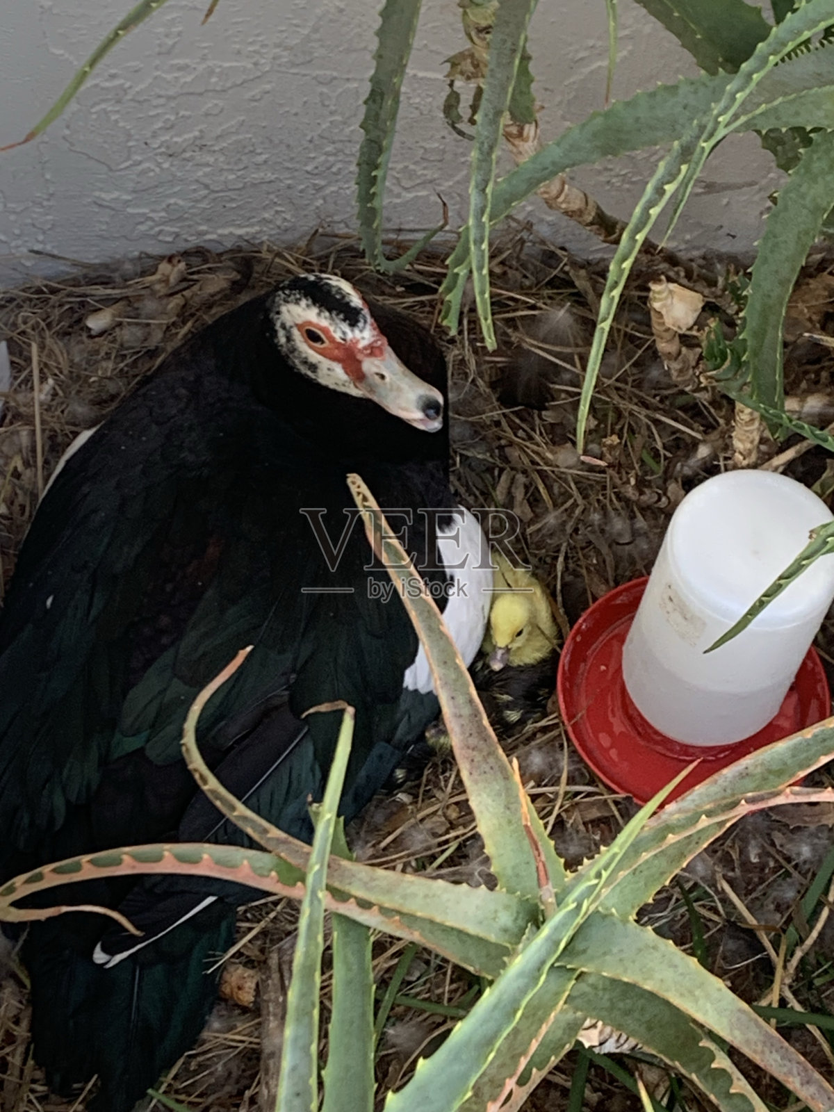 孵化的一天!照片摄影图片