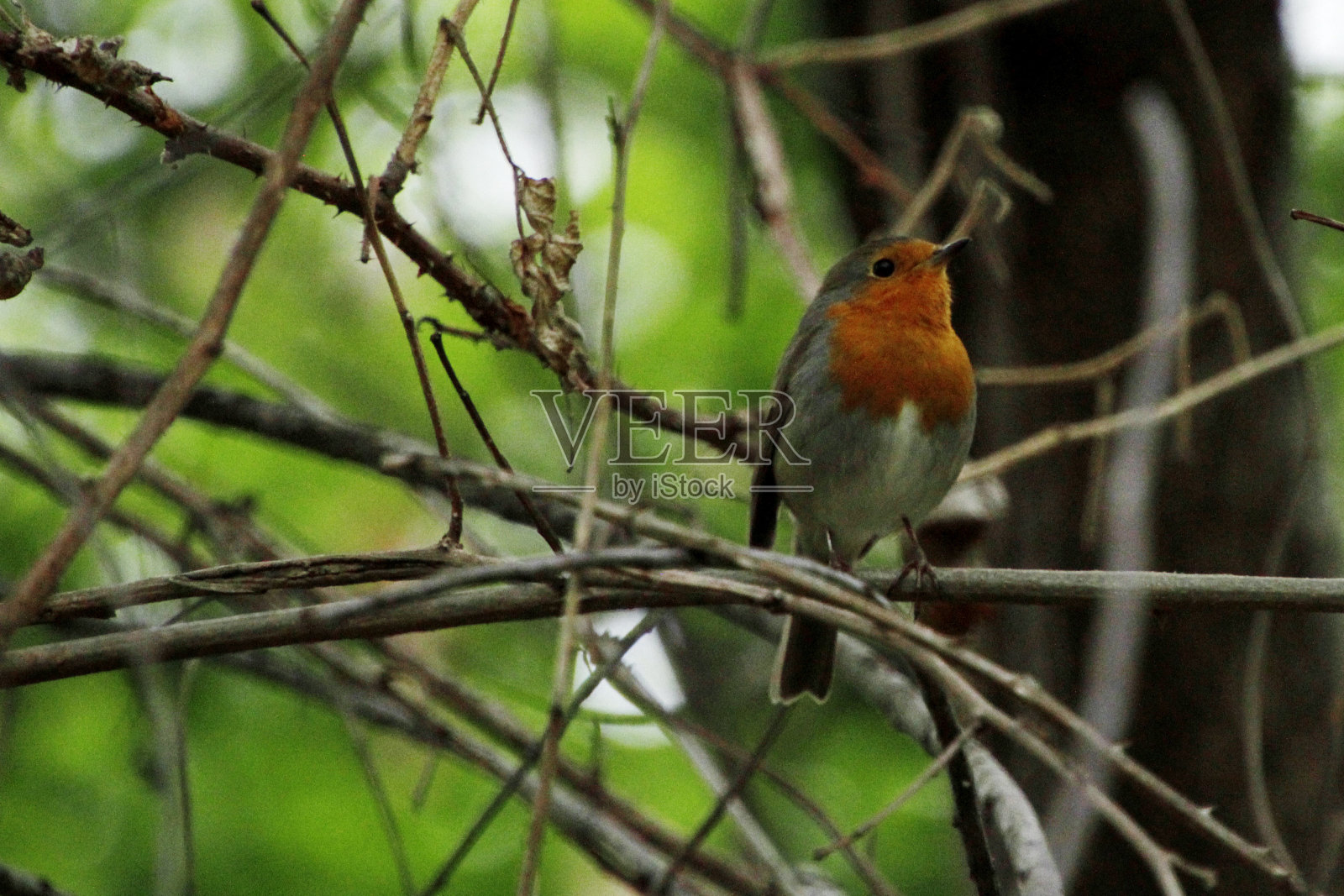 欧洲知更鸟 - 红鹦鹉照片摄影图片