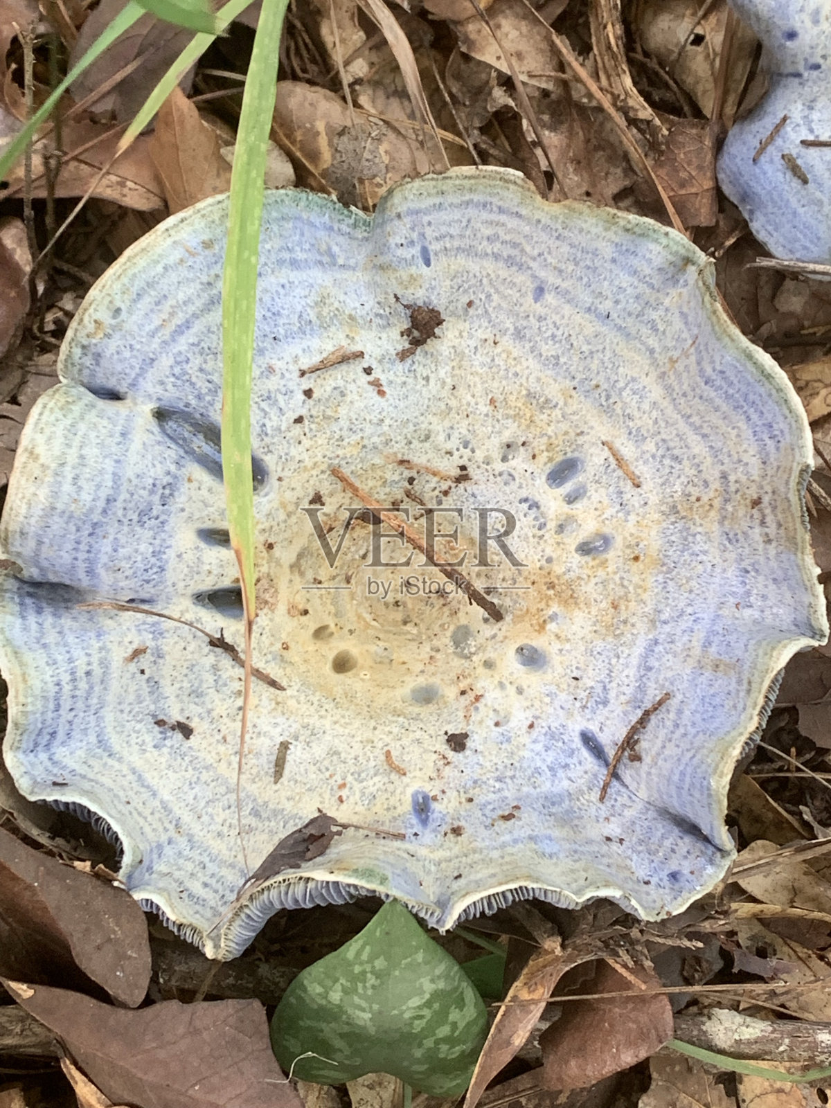 野生靛蓝乳蘑照片摄影图片