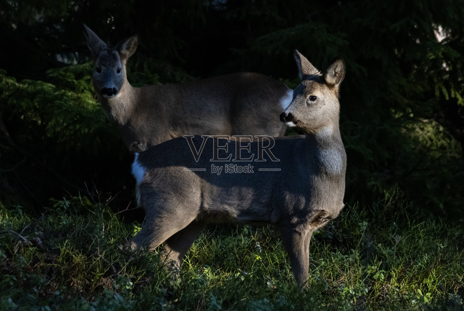 一只狍子照片摄影图片