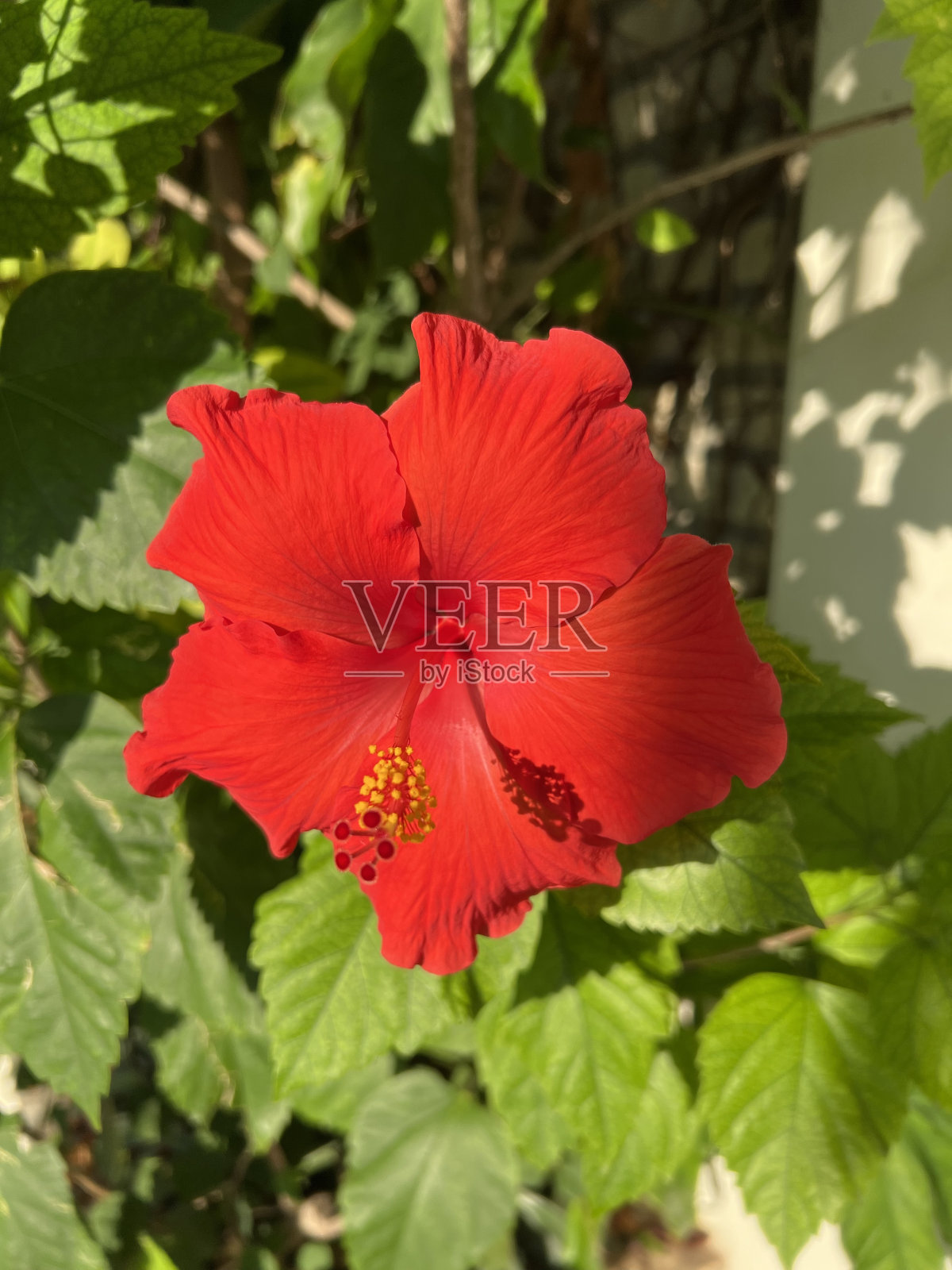 芙蓉- Choublak照片摄影图片