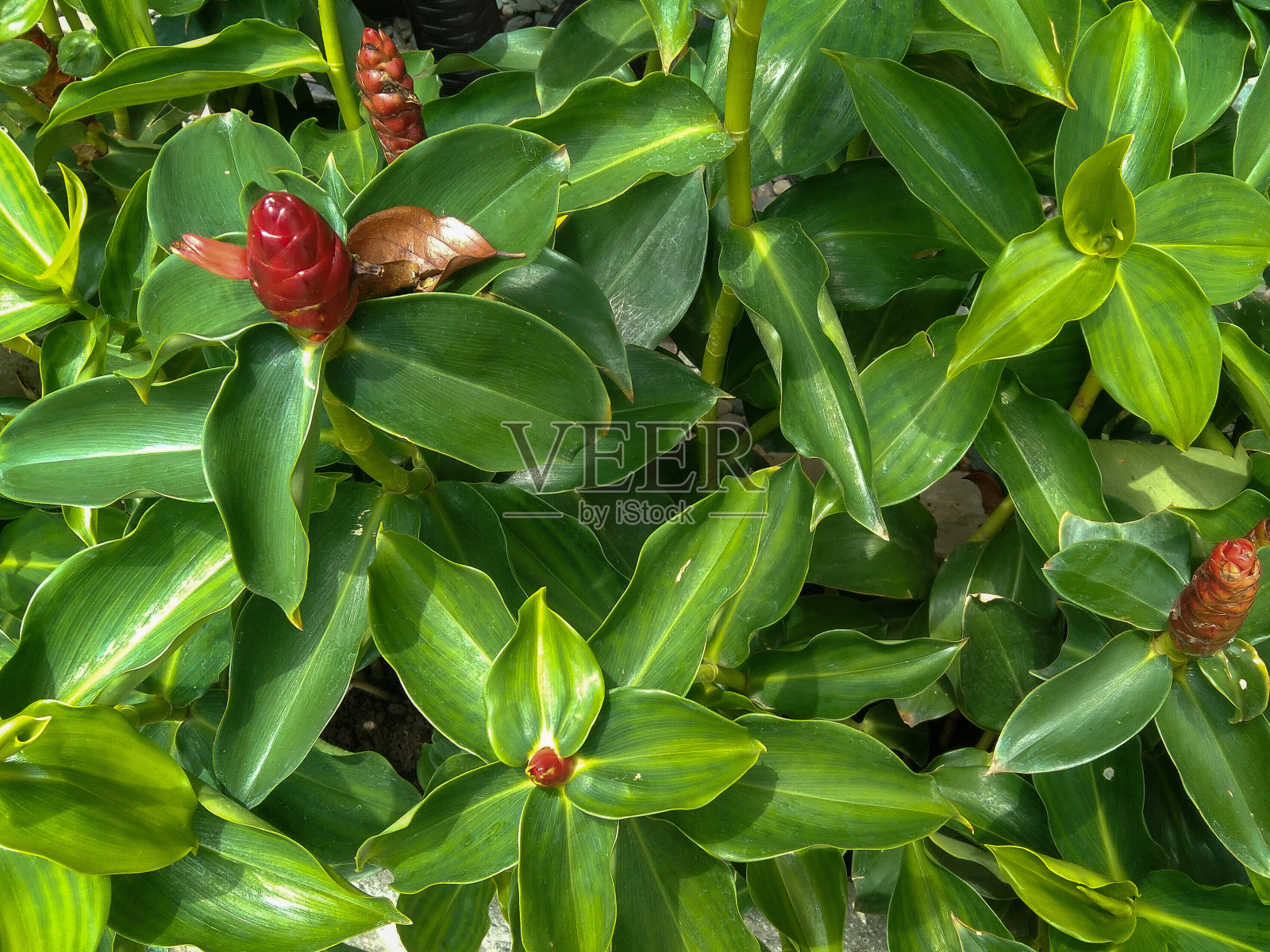 粉姜或螺旋姜照片摄影图片