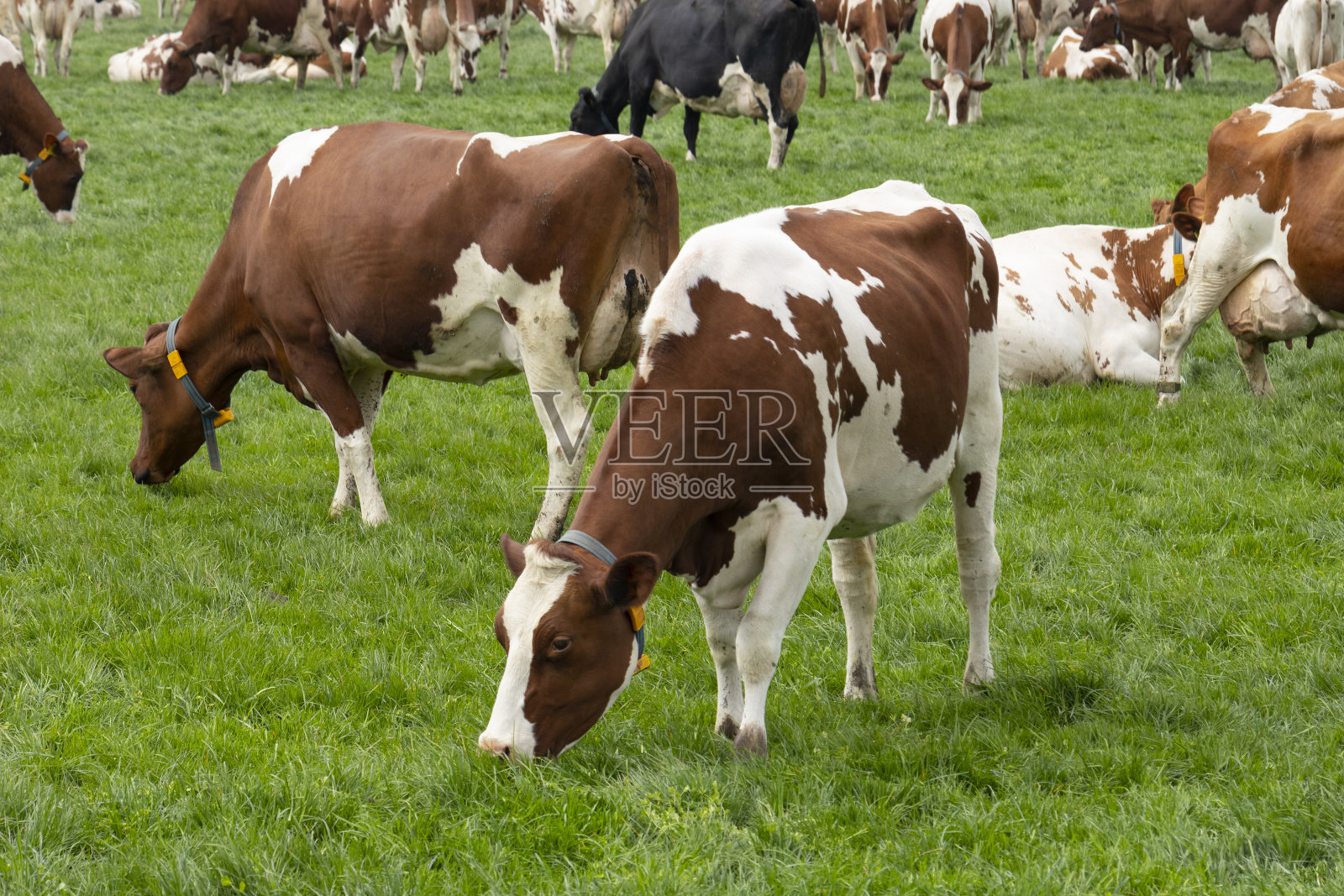 春天荷兰牛在草地上吃草照片摄影图片