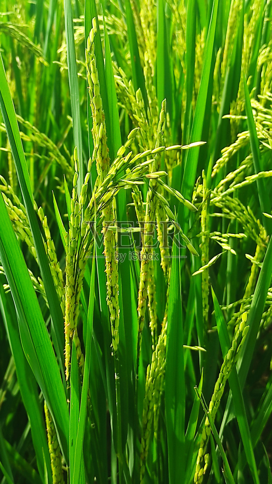 年轻的大米照片摄影图片