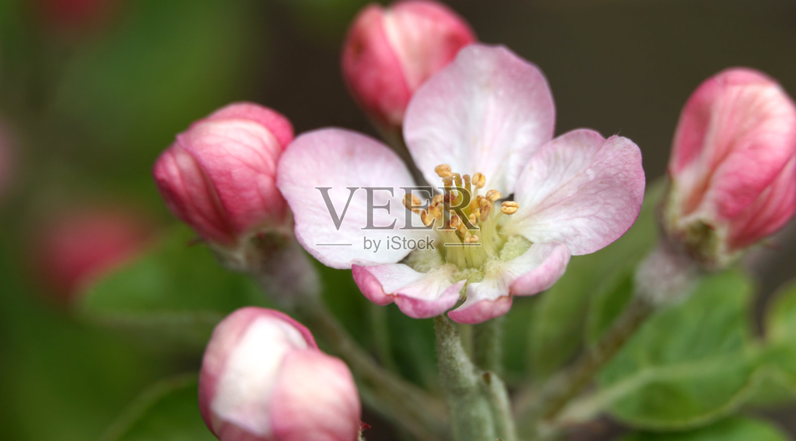 春天，四月，五月初，果园里盛开着苹果树树枝上美丽的花朵照片摄影图片