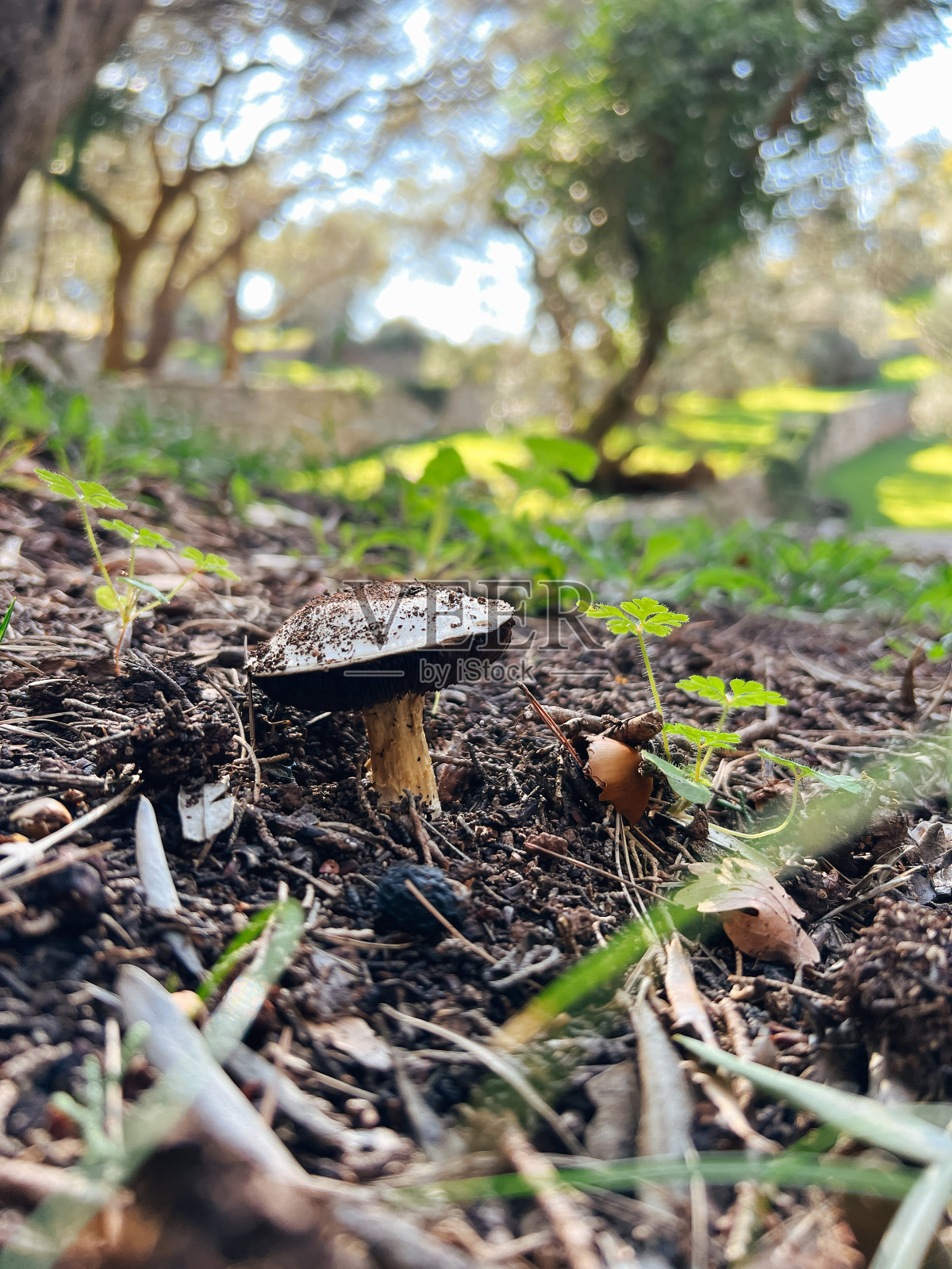 棕色的蘑菇生长在空地上的干树枝间照片摄影图片
