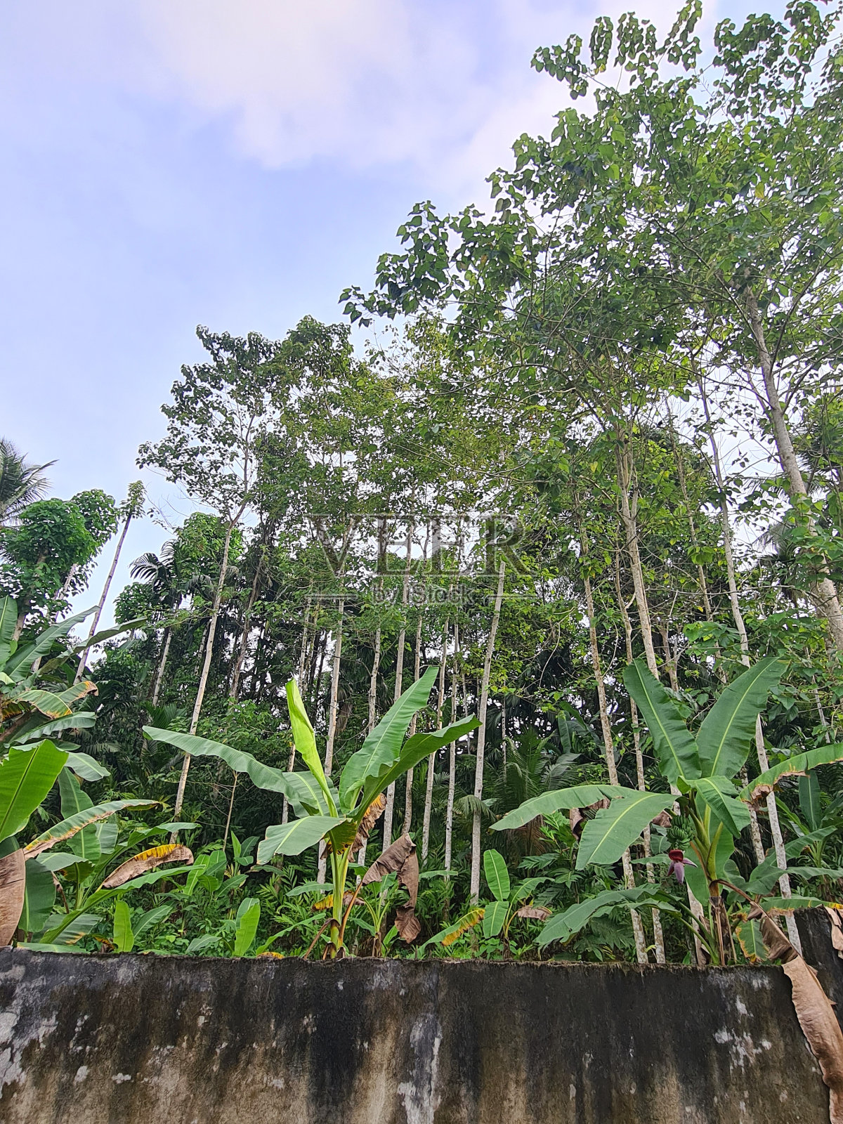 desa的Senja照片摄影图片