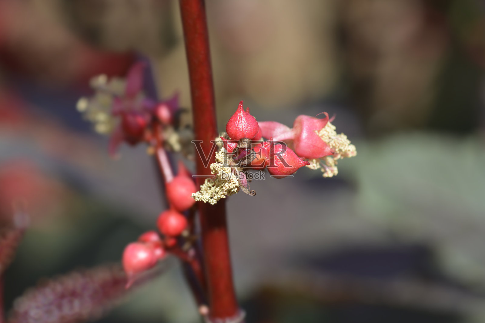 蓖麻油植物照片摄影图片