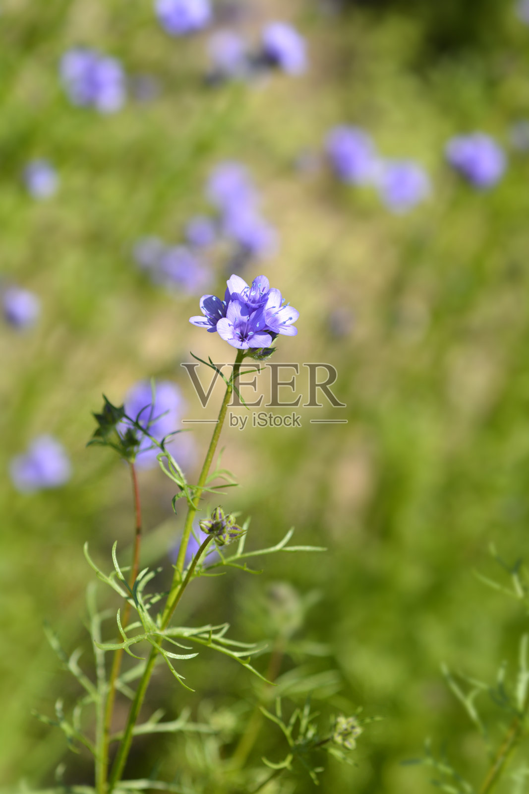 加州吉利亚照片摄影图片