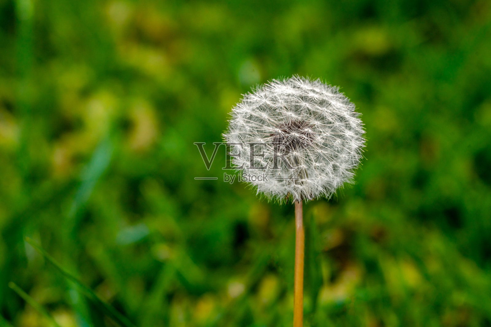 在绿色的草坪上，只有一朵蒲公英的花和茎照片摄影图片