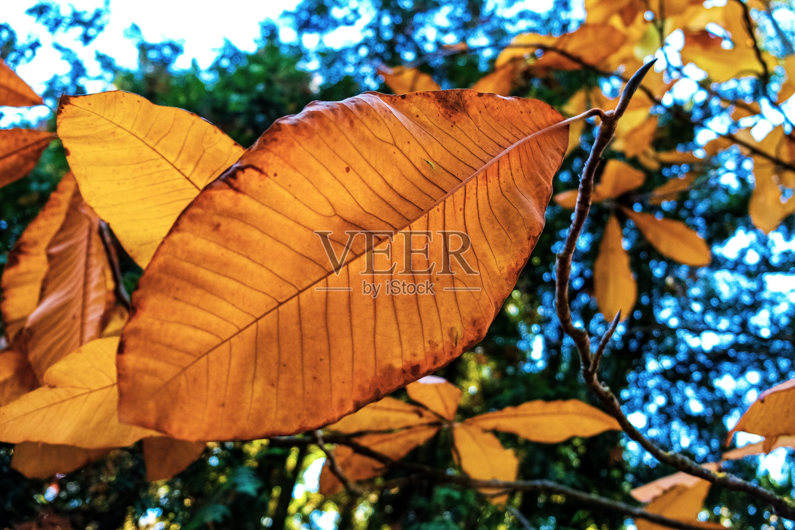 叶照片摄影图片