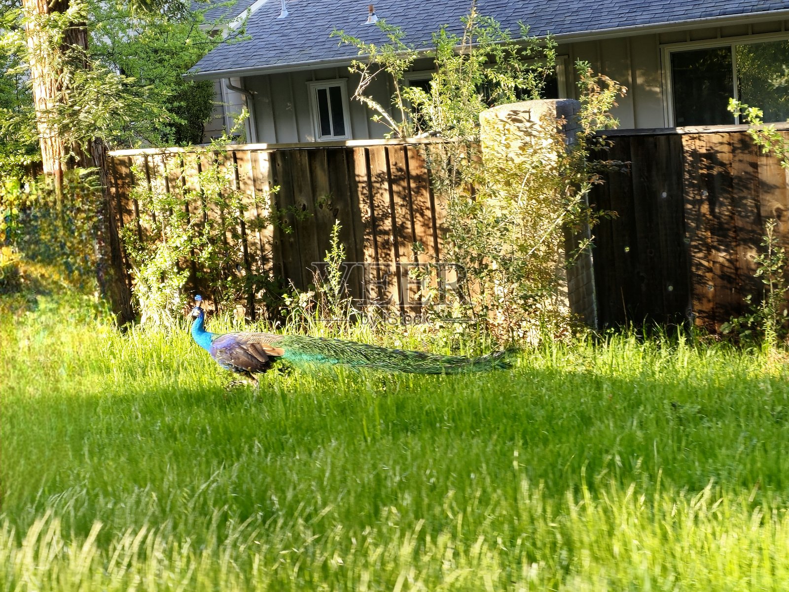 住宅区内的孔雀照片摄影图片