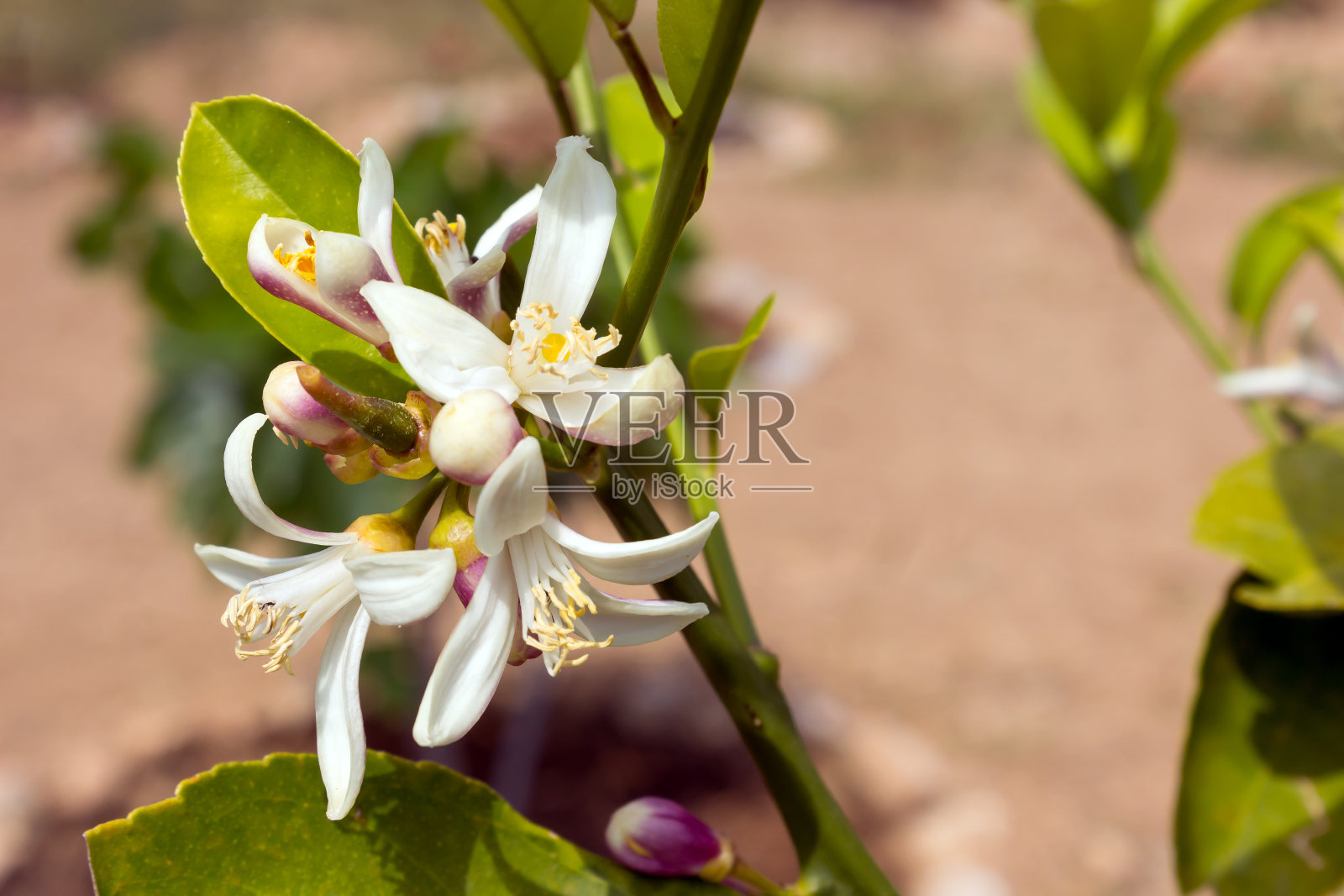 柠檬树枝上的花朵和嫩芽。柑橘树开花，选择性聚焦照片摄影图片