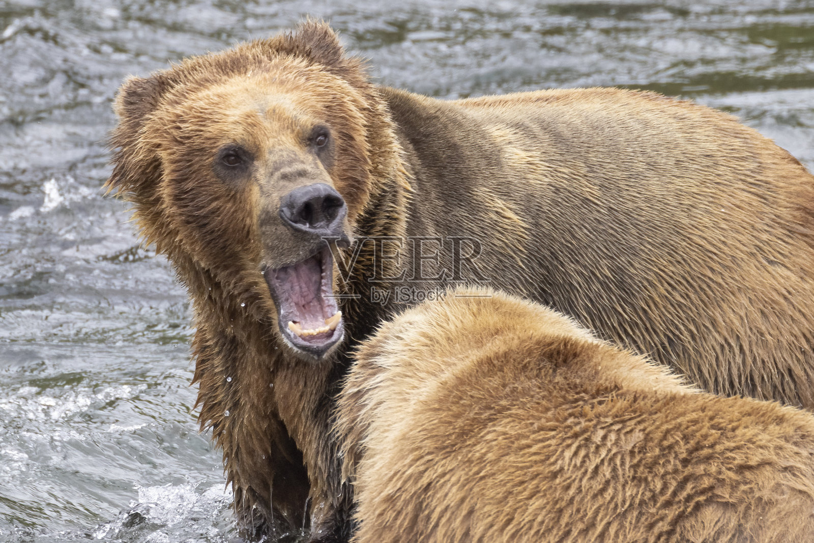 在卡特迈沿海捕捞棕熊照片摄影图片