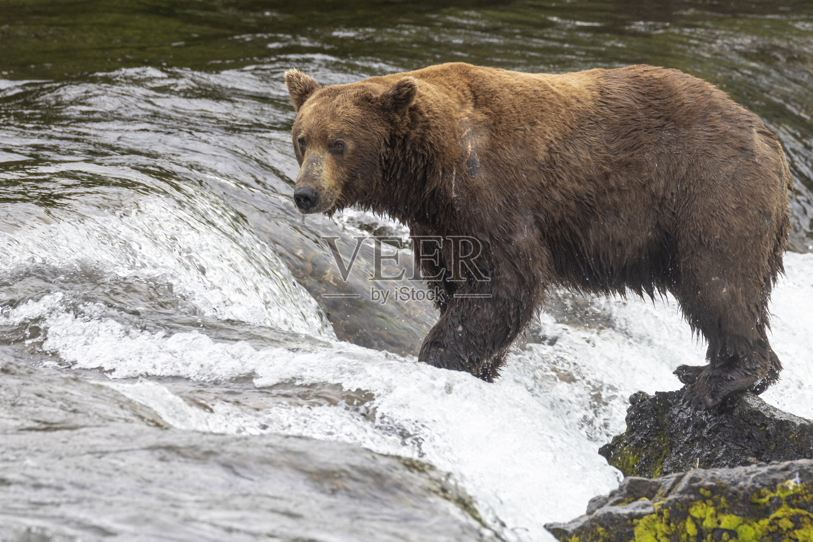 海岸棕熊在卡特迈捕鱼照片摄影图片
