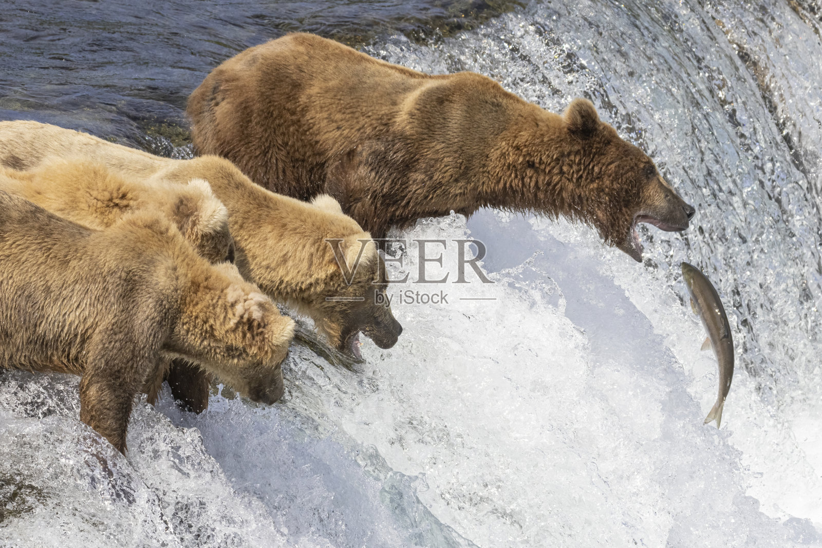 在卡特迈沿海捕捞棕熊照片摄影图片