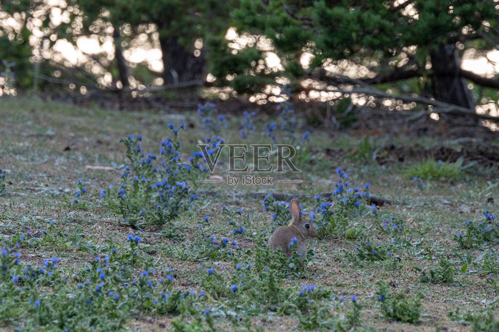 可爱的兔子，兔子，小兔子在草地上照片摄影图片