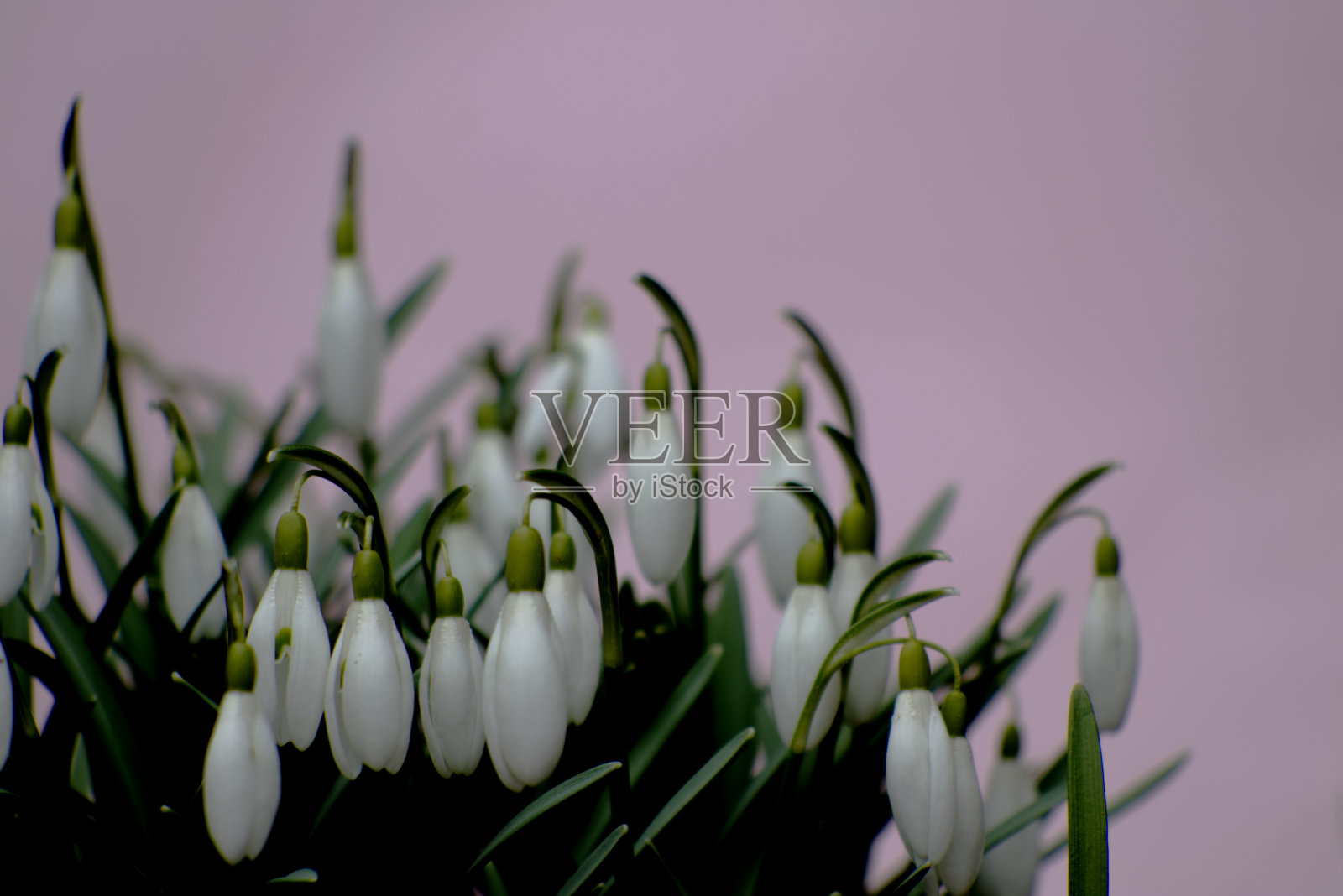 粉红色背景上的白色雪花莲照片摄影图片