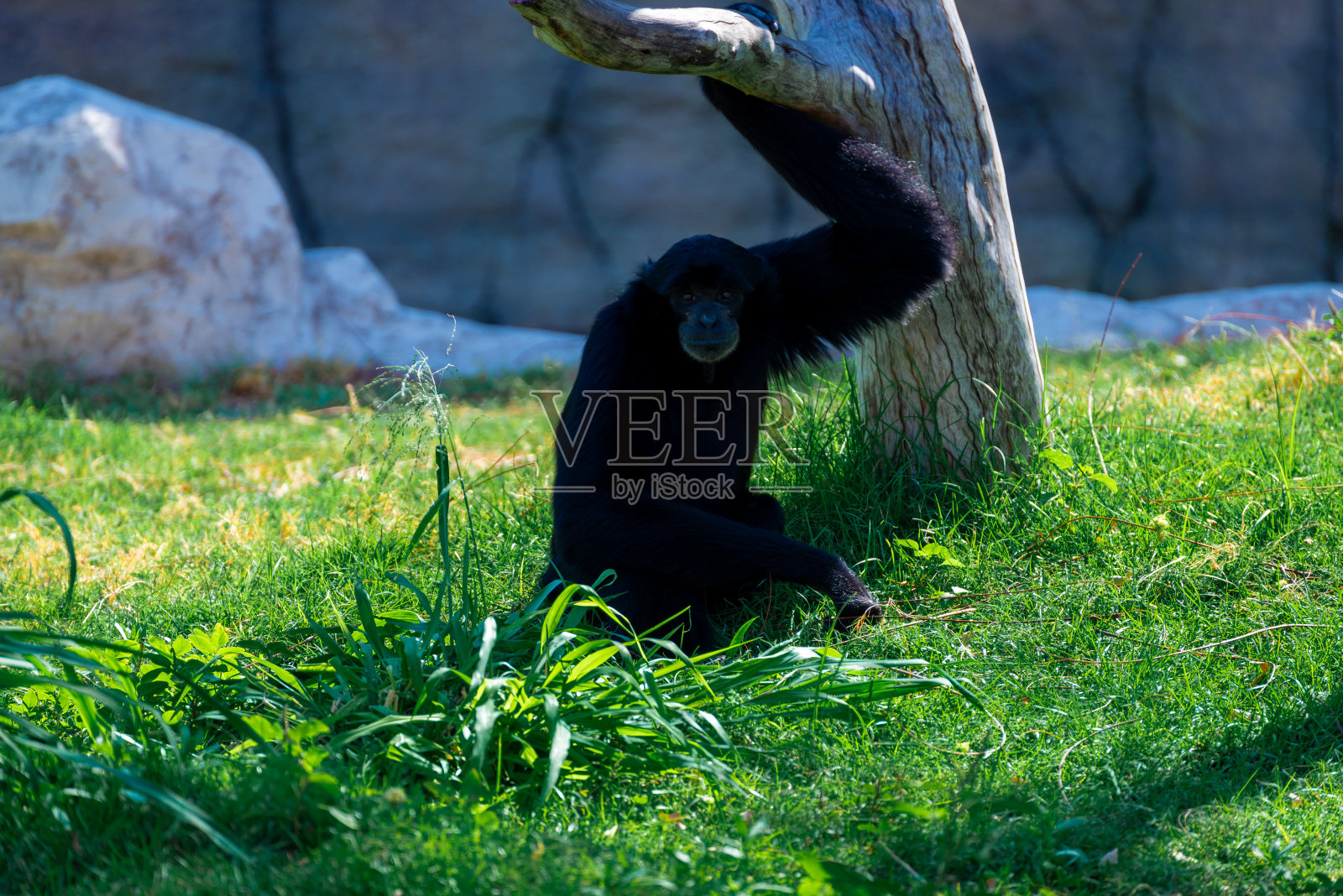 在野生动物园里的猴子照片摄影图片