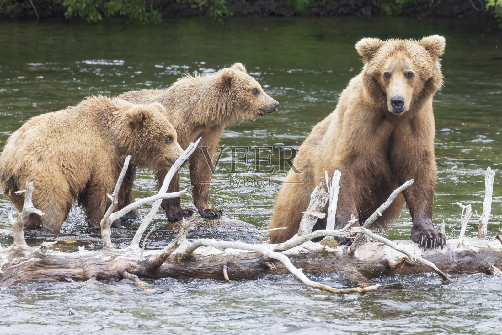 海岸棕熊在卡特迈捕鱼照片摄影图片