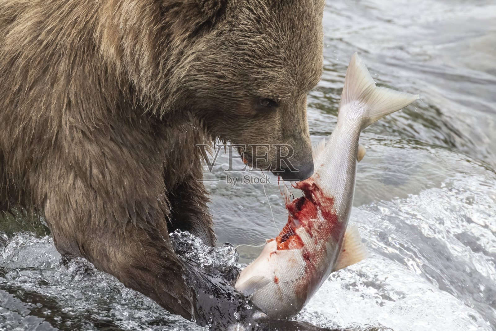 在卡特迈沿海捕捞棕熊照片摄影图片