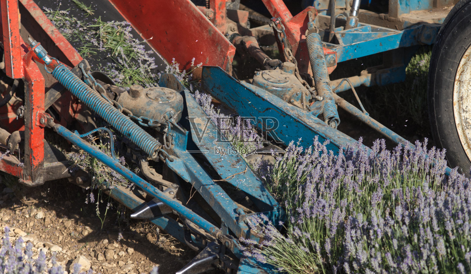 IMG_6052薰衣草收割机照片摄影图片