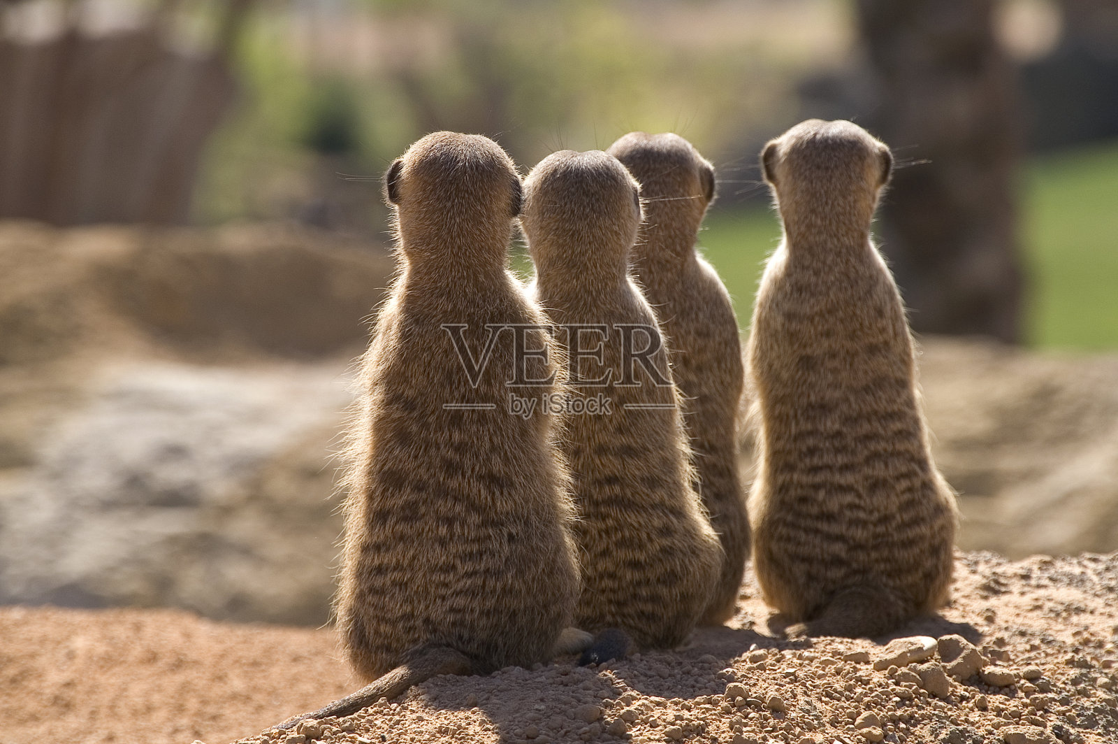 猫鼬观察照片摄影图片