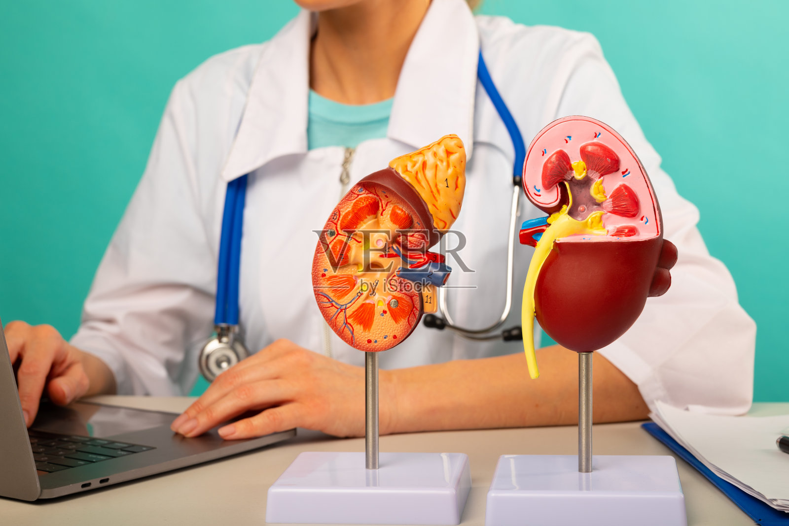 医生办公桌上的人体肾脏解剖模型照片摄影图片