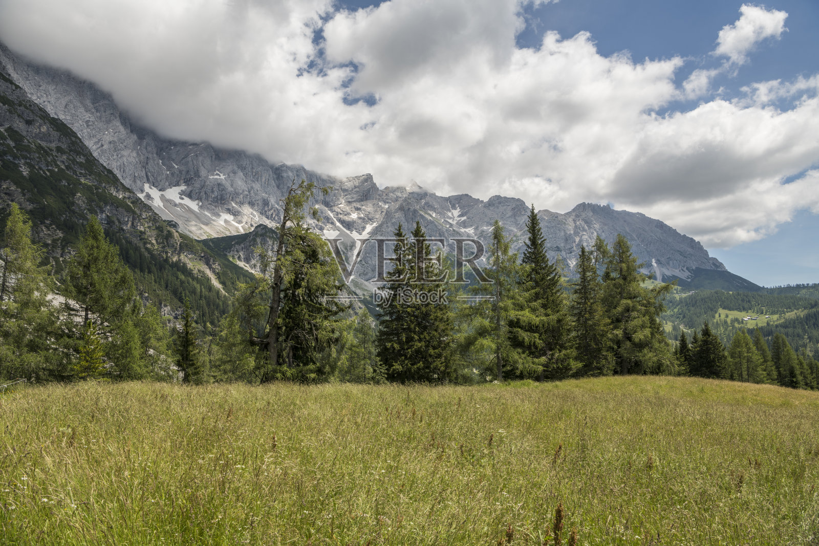 美丽的奥地利高山景观，前景是新鲜的草地，背景是松树和山脉。夏天，白天，奥地利照片摄影图片