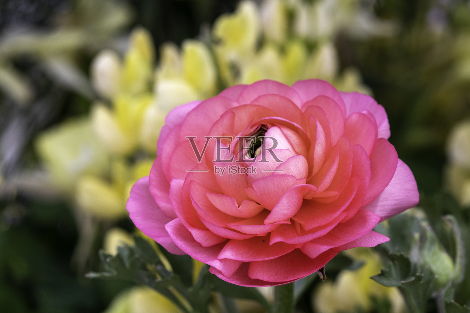 毛茛属植物照片摄影图片