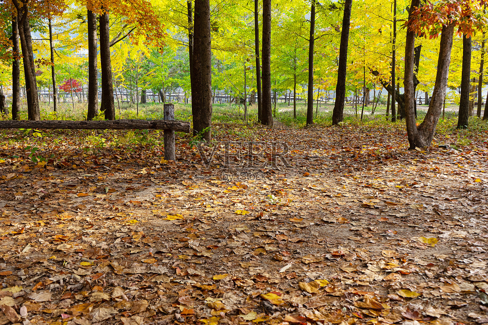 秋天的风景照片摄影图片
