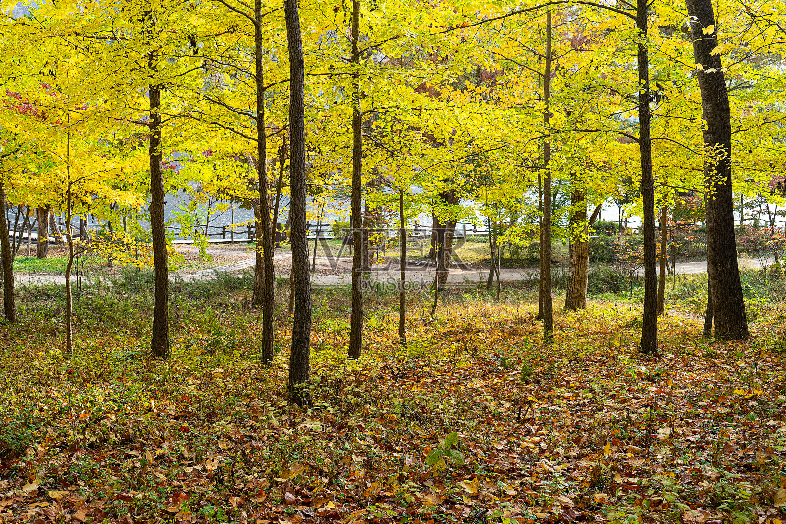 秋天的风景照片摄影图片