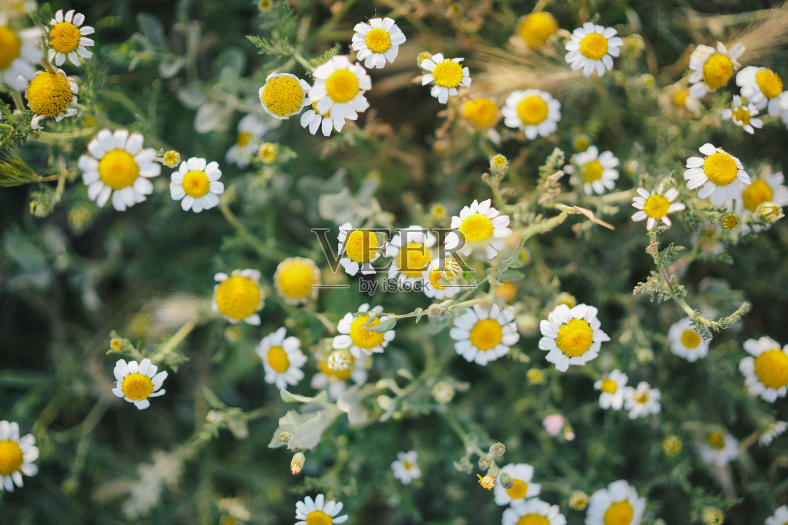 在草地上生长的雏菊特写照片摄影图片