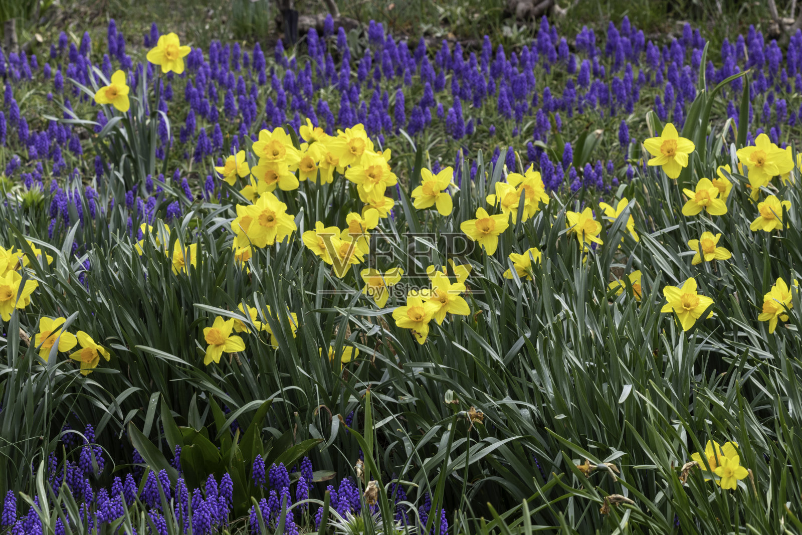水仙花和麝香照片摄影图片