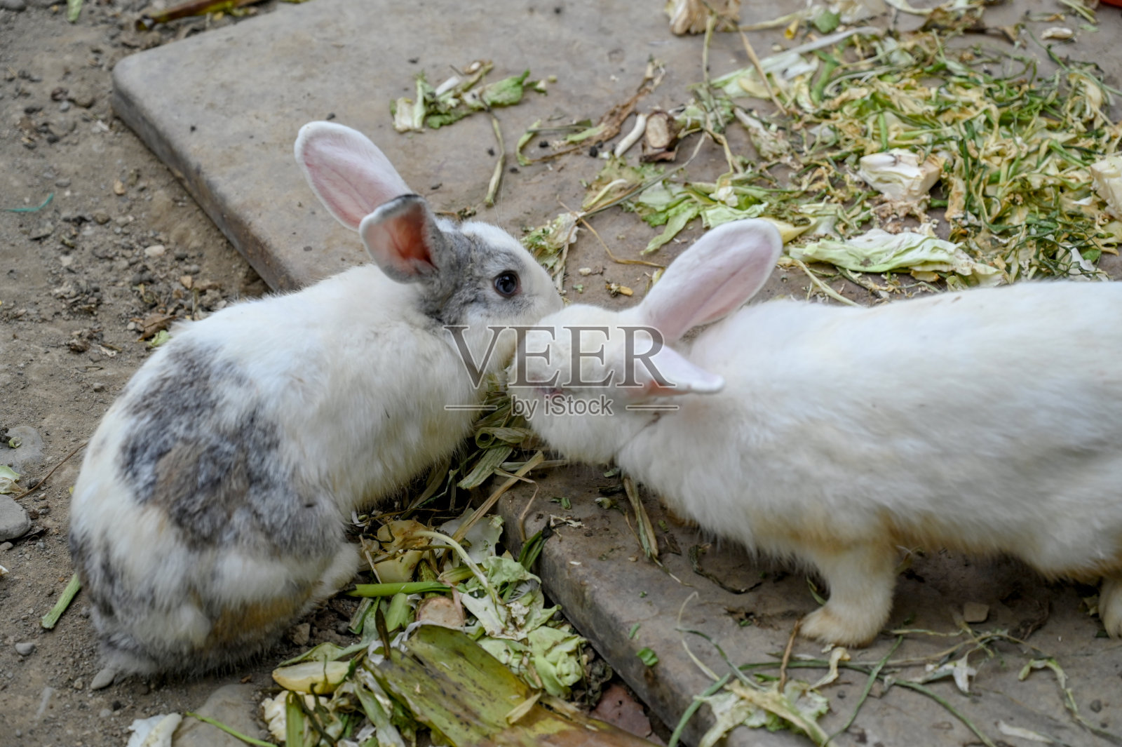 兔子在吃东西。照片摄影图片