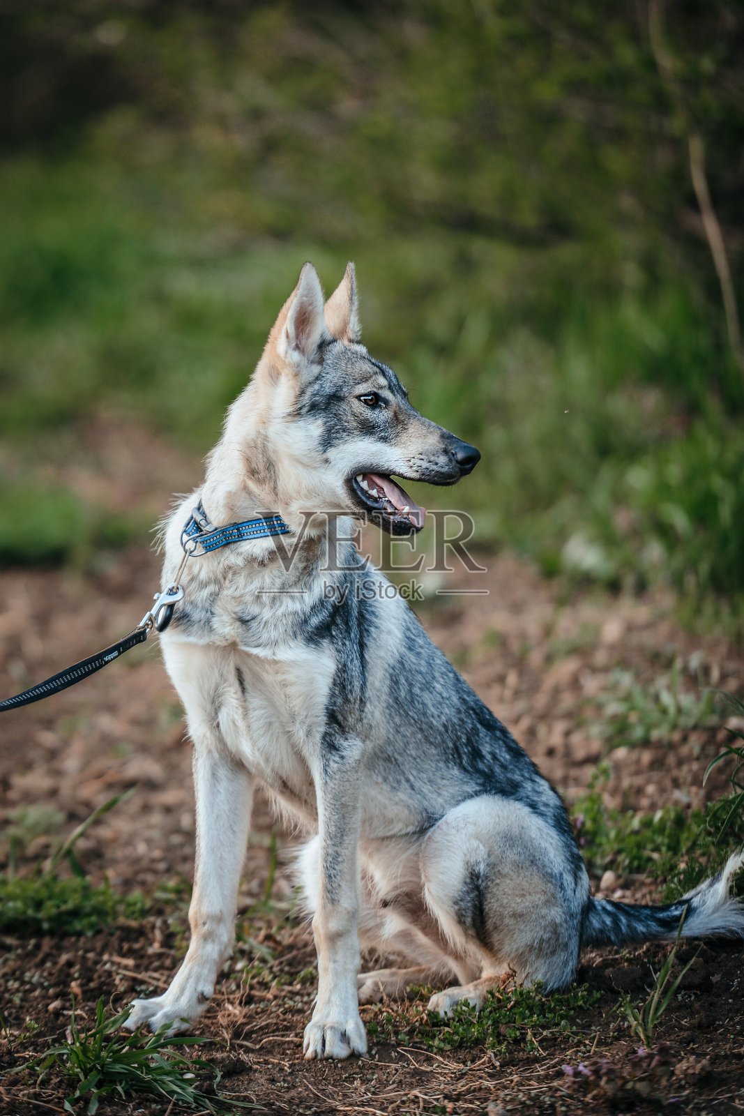 捷克斯洛伐克狼狗在森林里摆姿势照片摄影图片