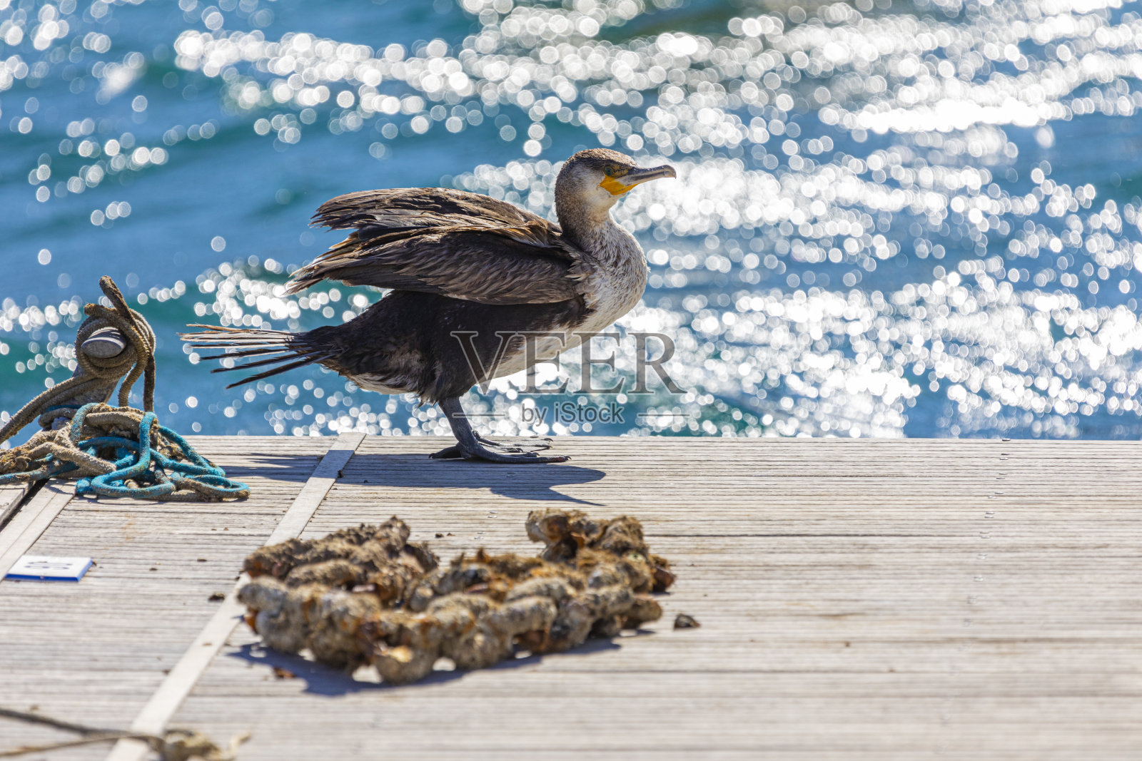 科斯塔布拉瓦赫兰鸬鹚照片摄影图片