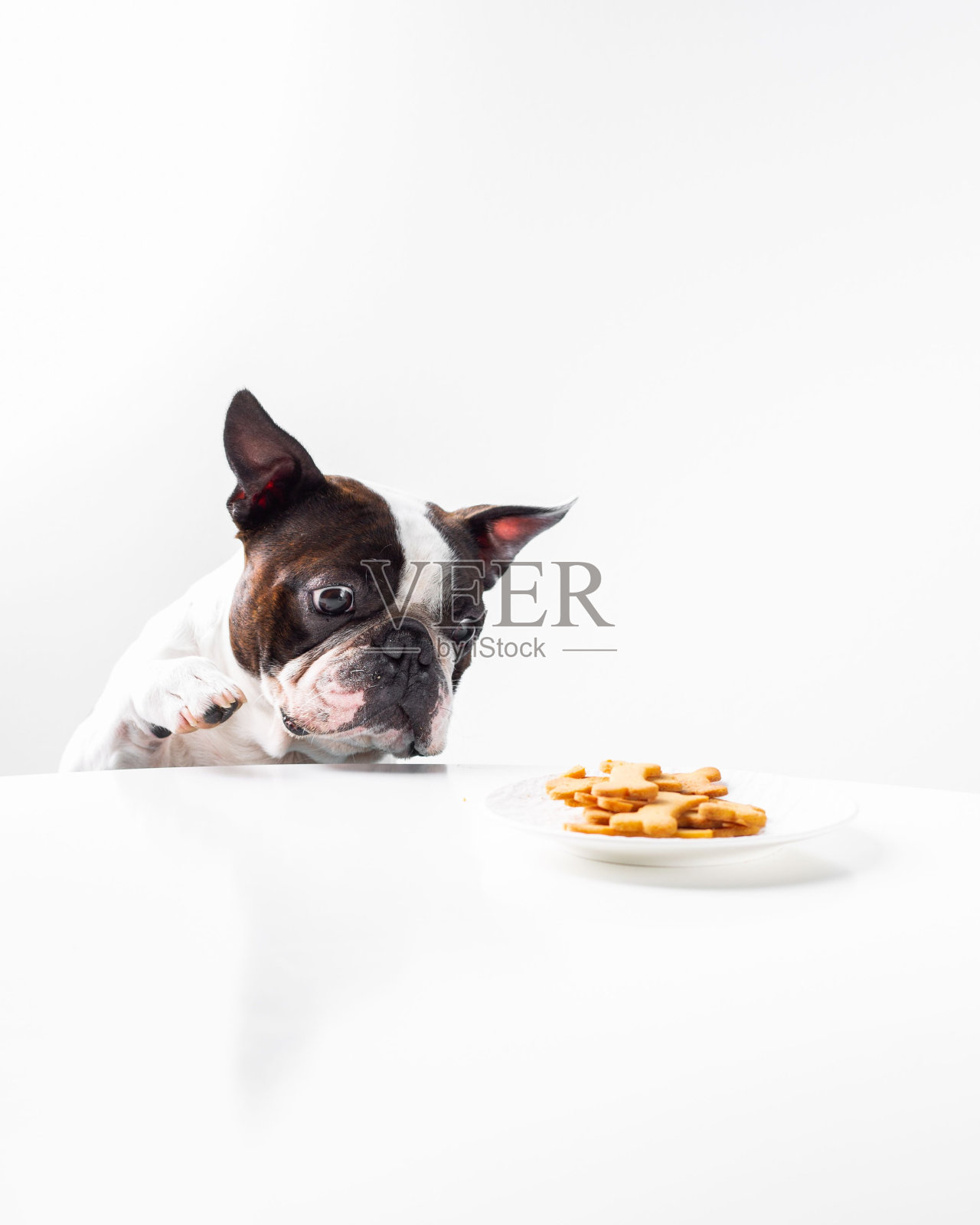 可爱的波士顿梗狗正在享用白色盘子里的狗零食照片摄影图片