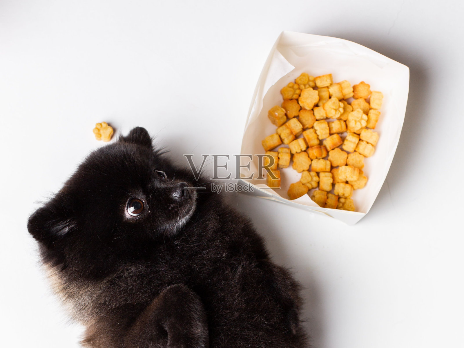 可爱的狗期待地盯着一盘狗粮躺在一个充满活力的绿色背景照片摄影图片