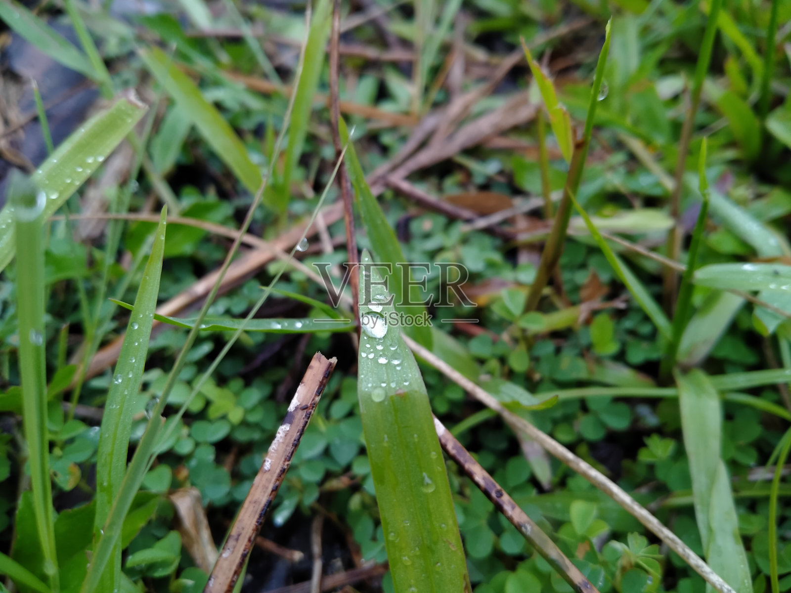 叶子上水滴痕迹的特写照片照片摄影图片