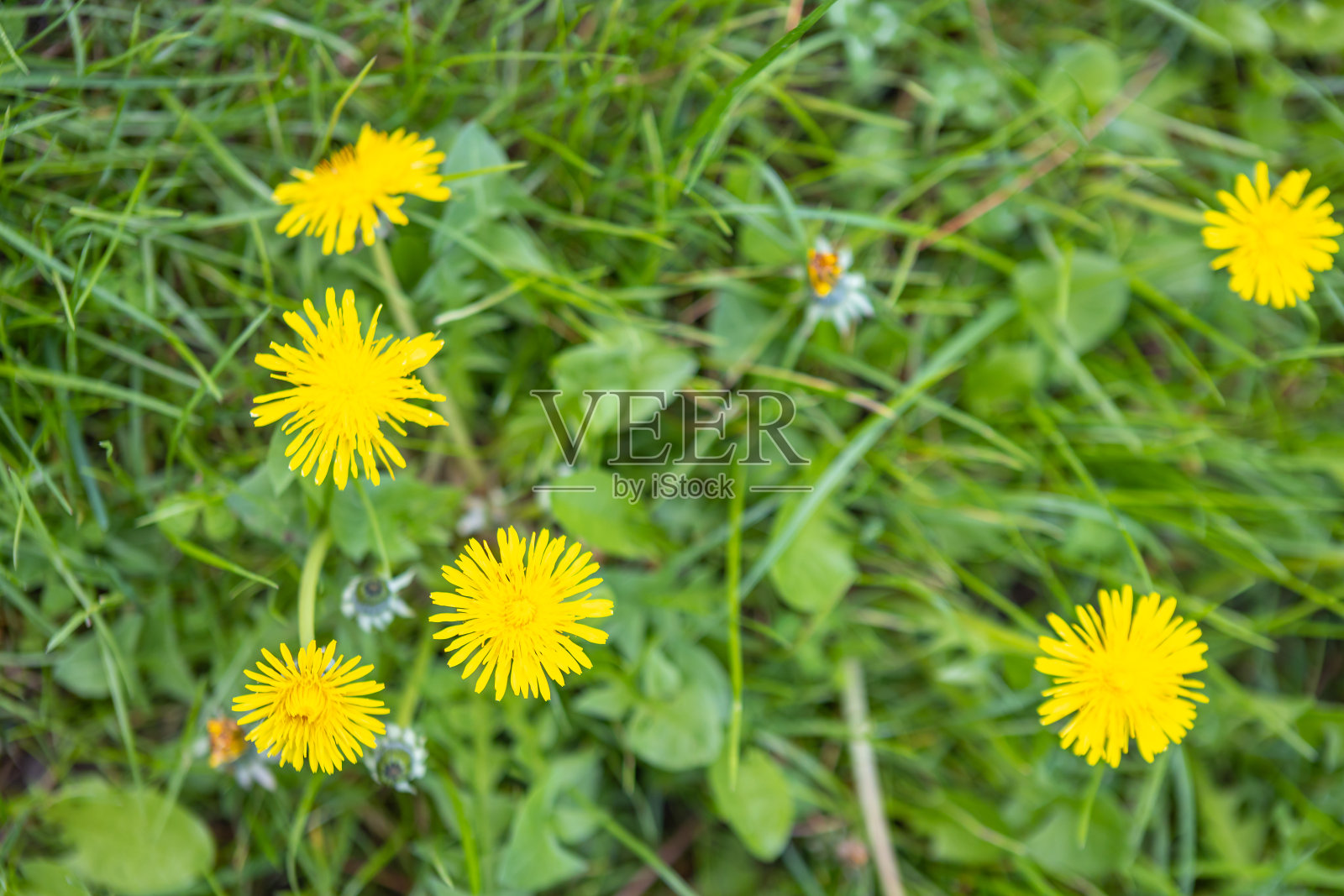 黄色的蒲公英生长在绿草和绿叶的背景下。照片摄影图片