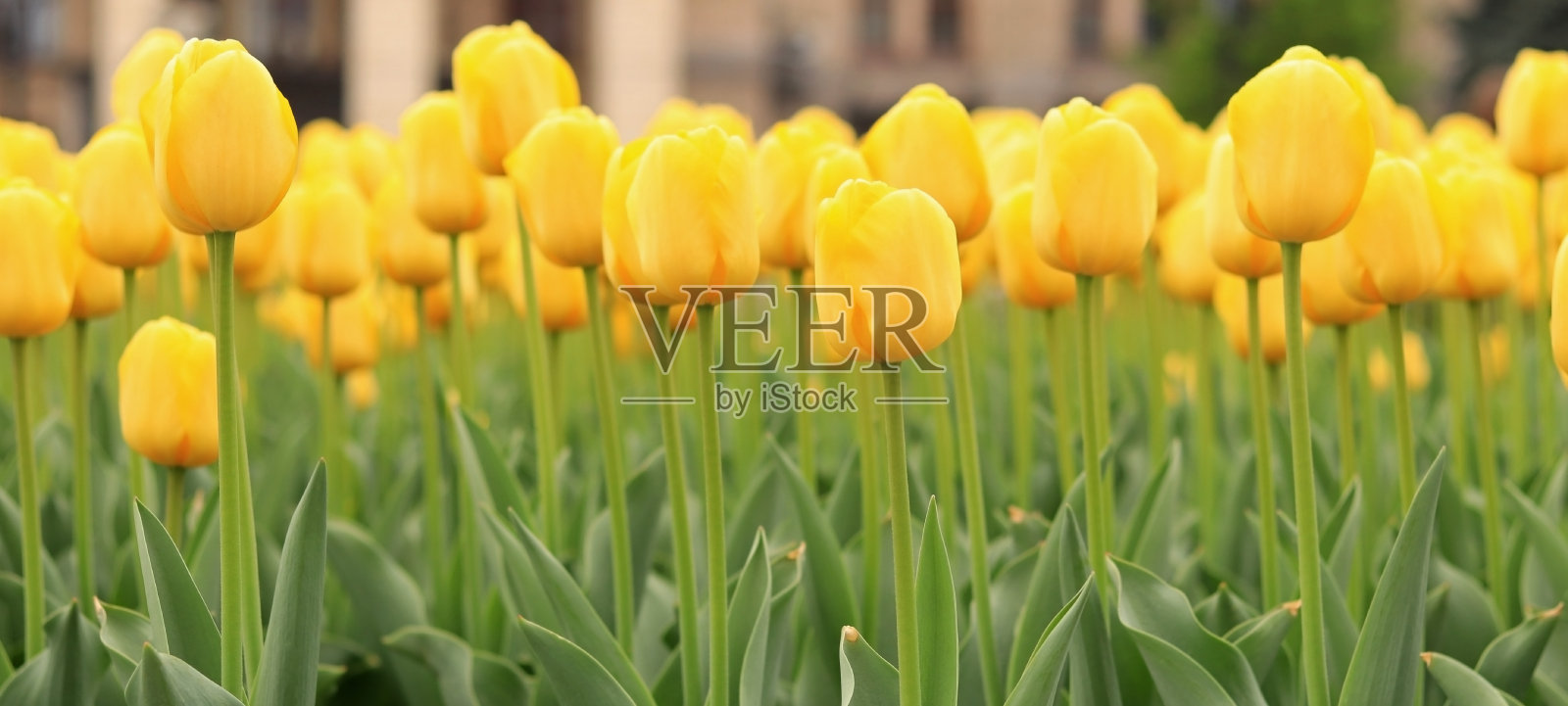 黄色的郁金香靠近了照片摄影图片