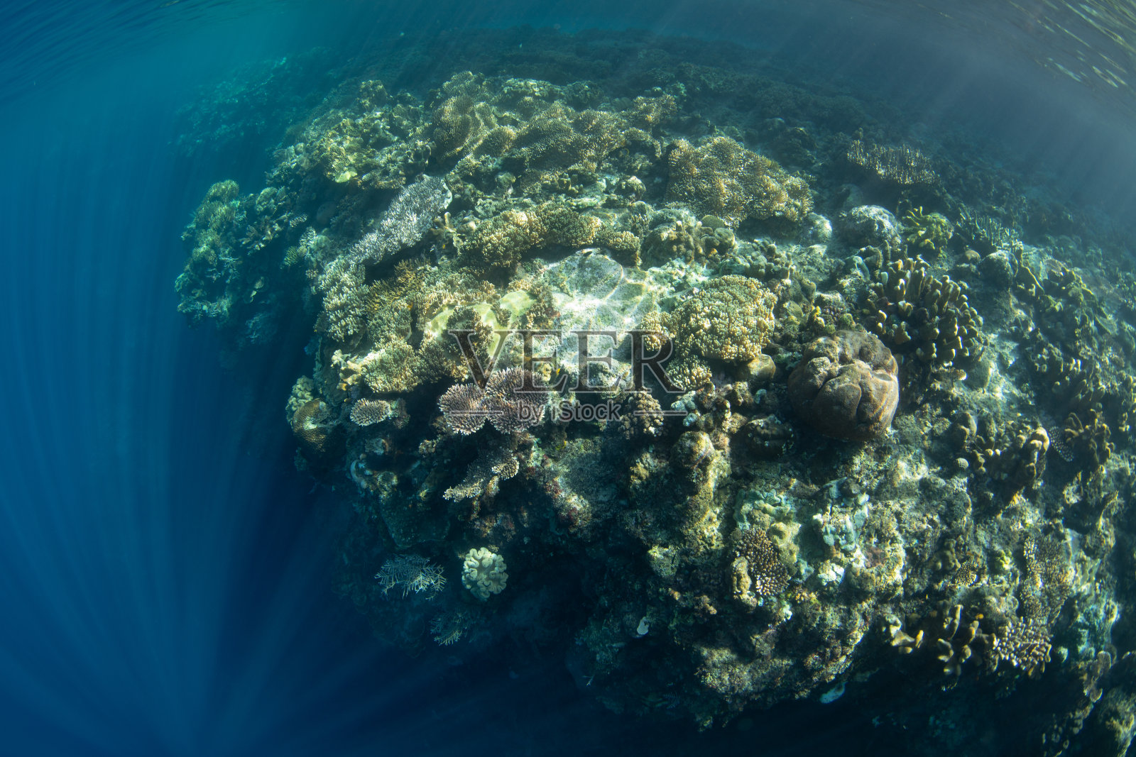 拉贾安帕的浅层珊瑚礁照片摄影图片