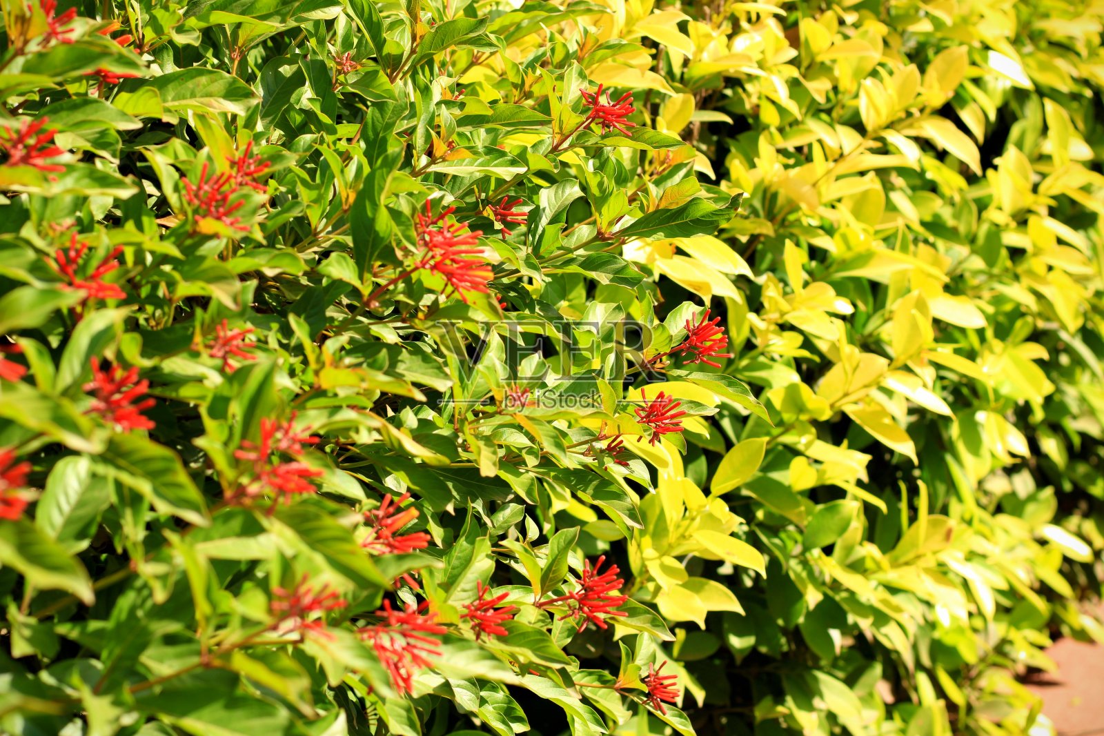 印度，公园里的绿叶灌木照片摄影图片